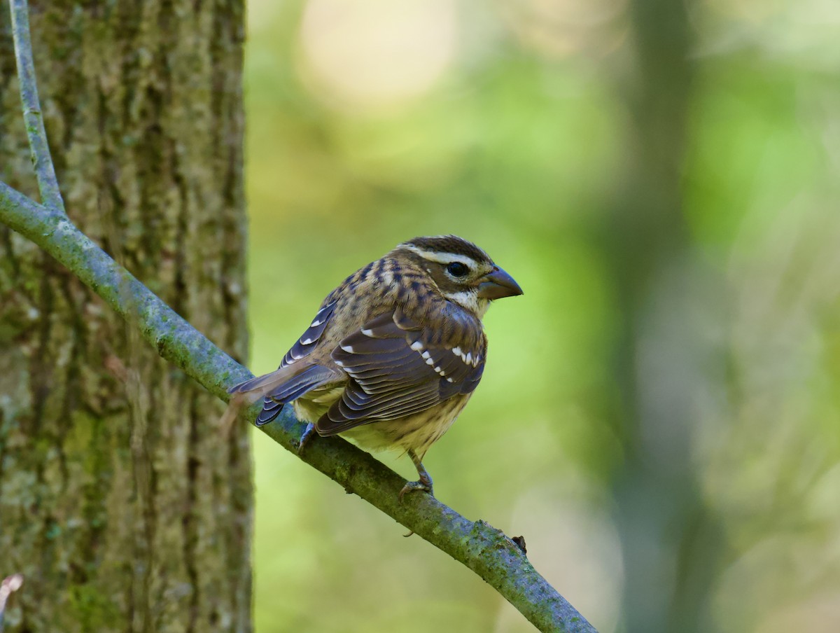 Rose-breasted Grosbeak - ML643293360