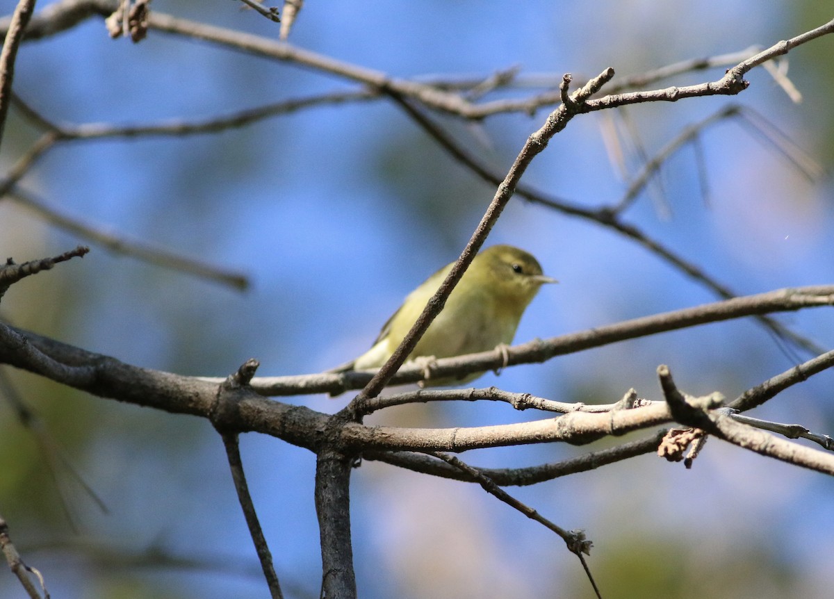 Tennessee Warbler - ML643293366