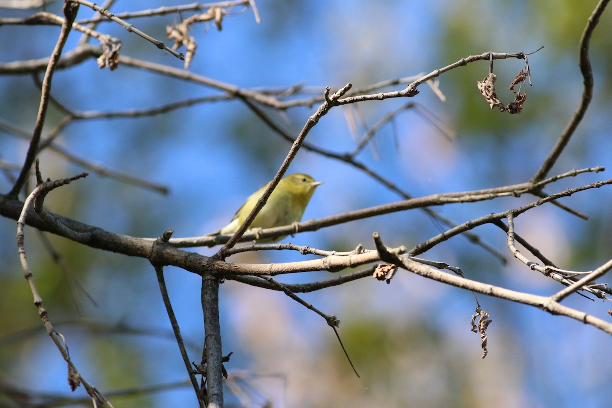 Tennessee Warbler - ML643293367