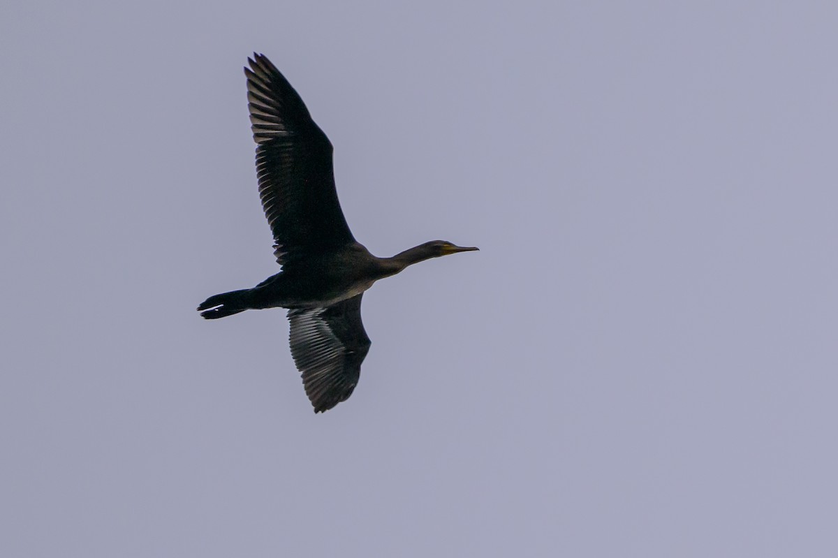 Double-crested Cormorant - ML643293388