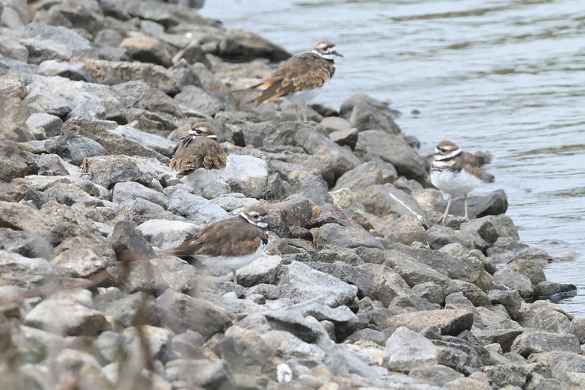 Killdeer - ML643293397