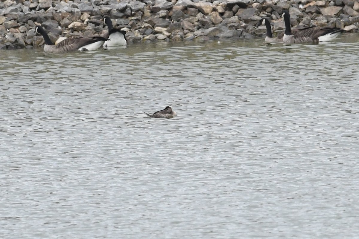 Ruddy Duck - ML643293408