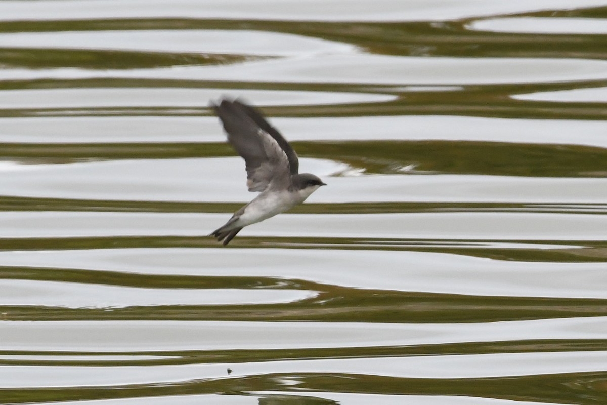 Tree Swallow - ML643293420