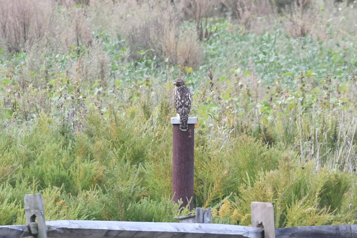 Red-shouldered Hawk - ML643293422