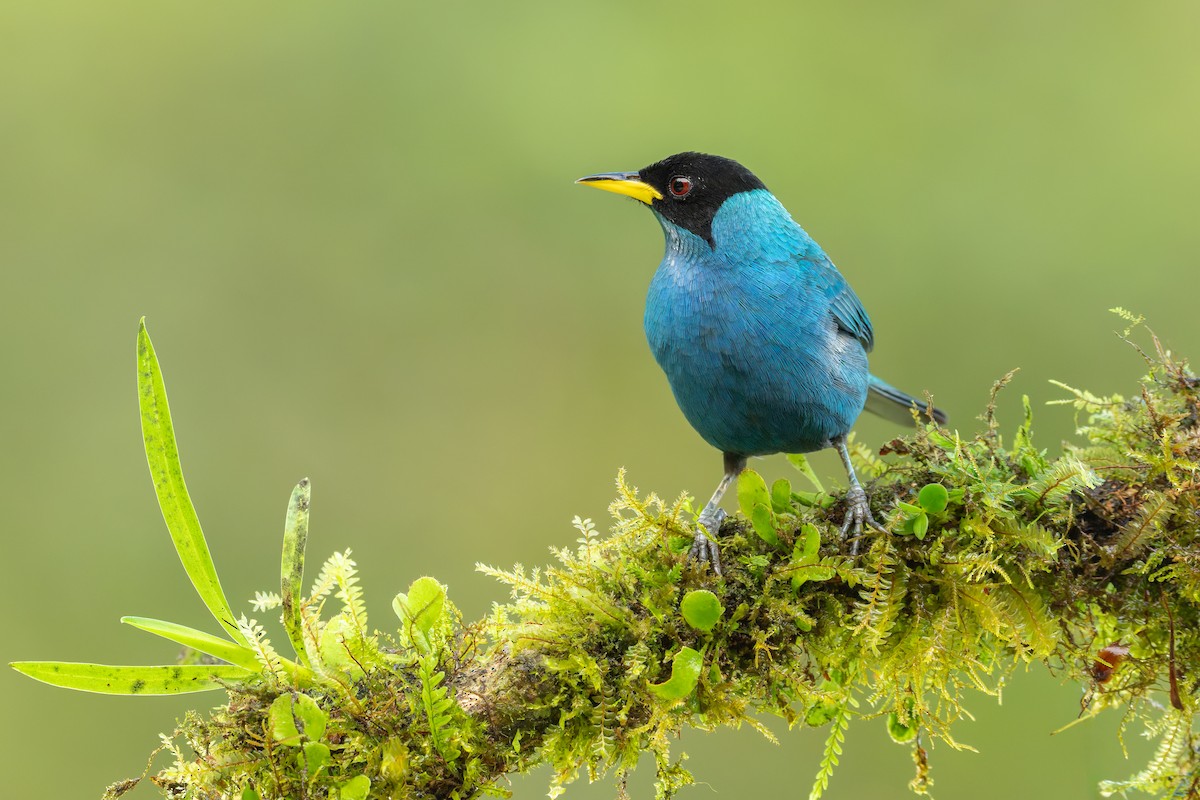 Kappennaschvogel - ML643293434