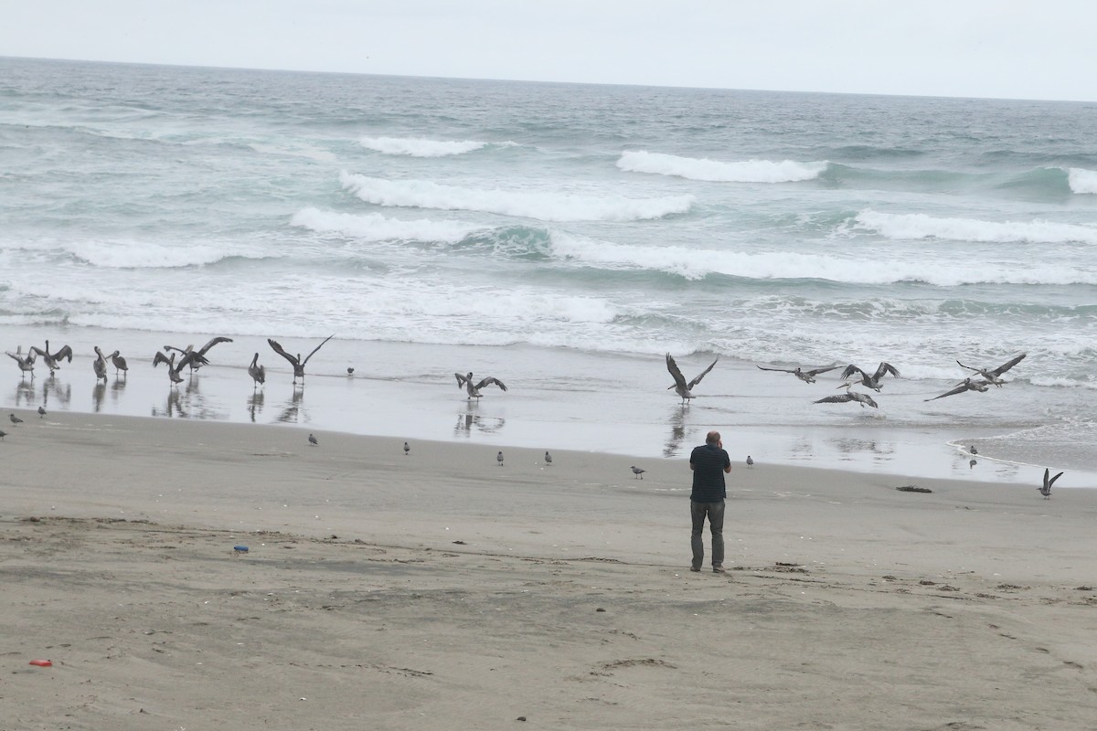 Peruvian Pelican - ML643293447
