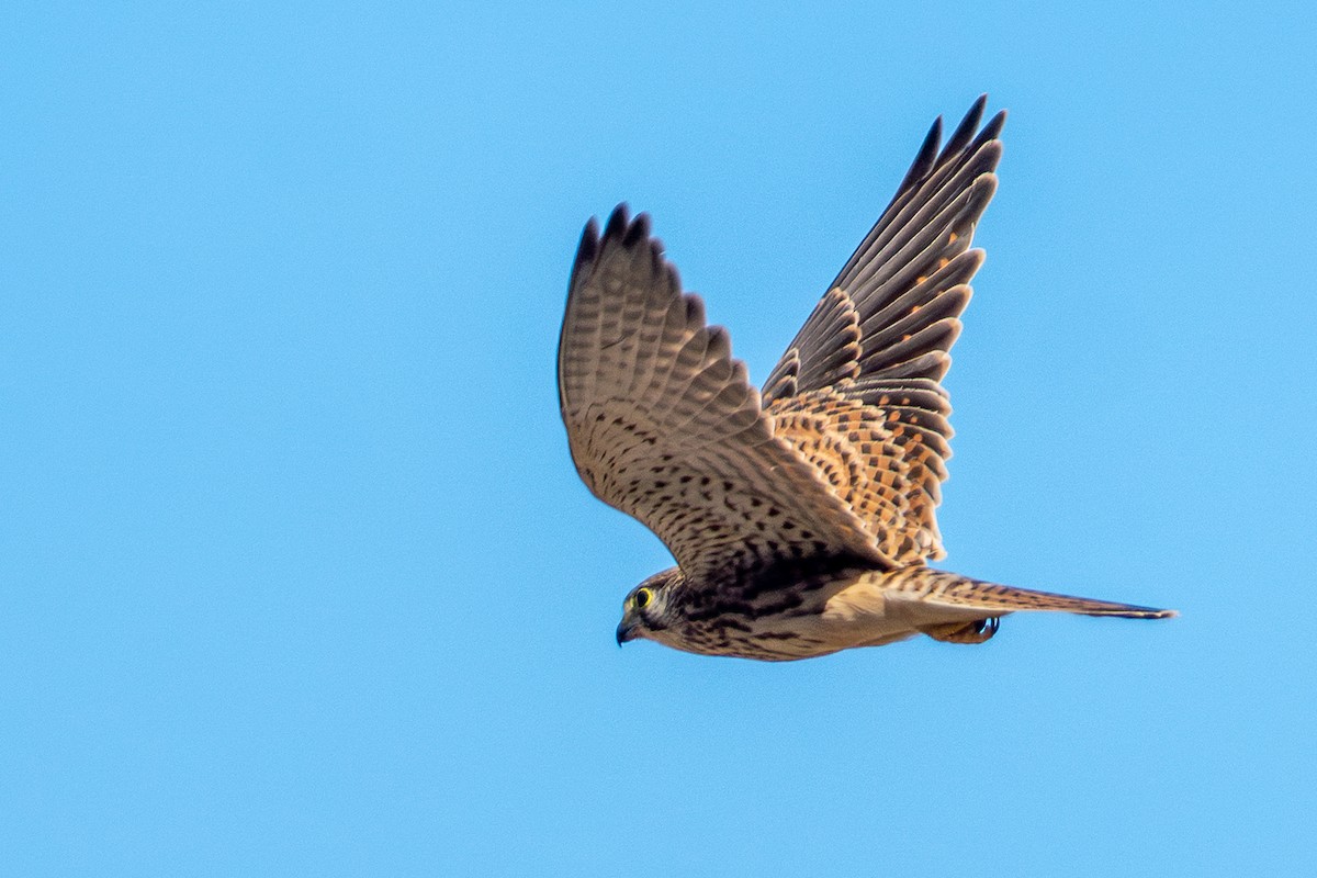 紅隼 - ML643293462