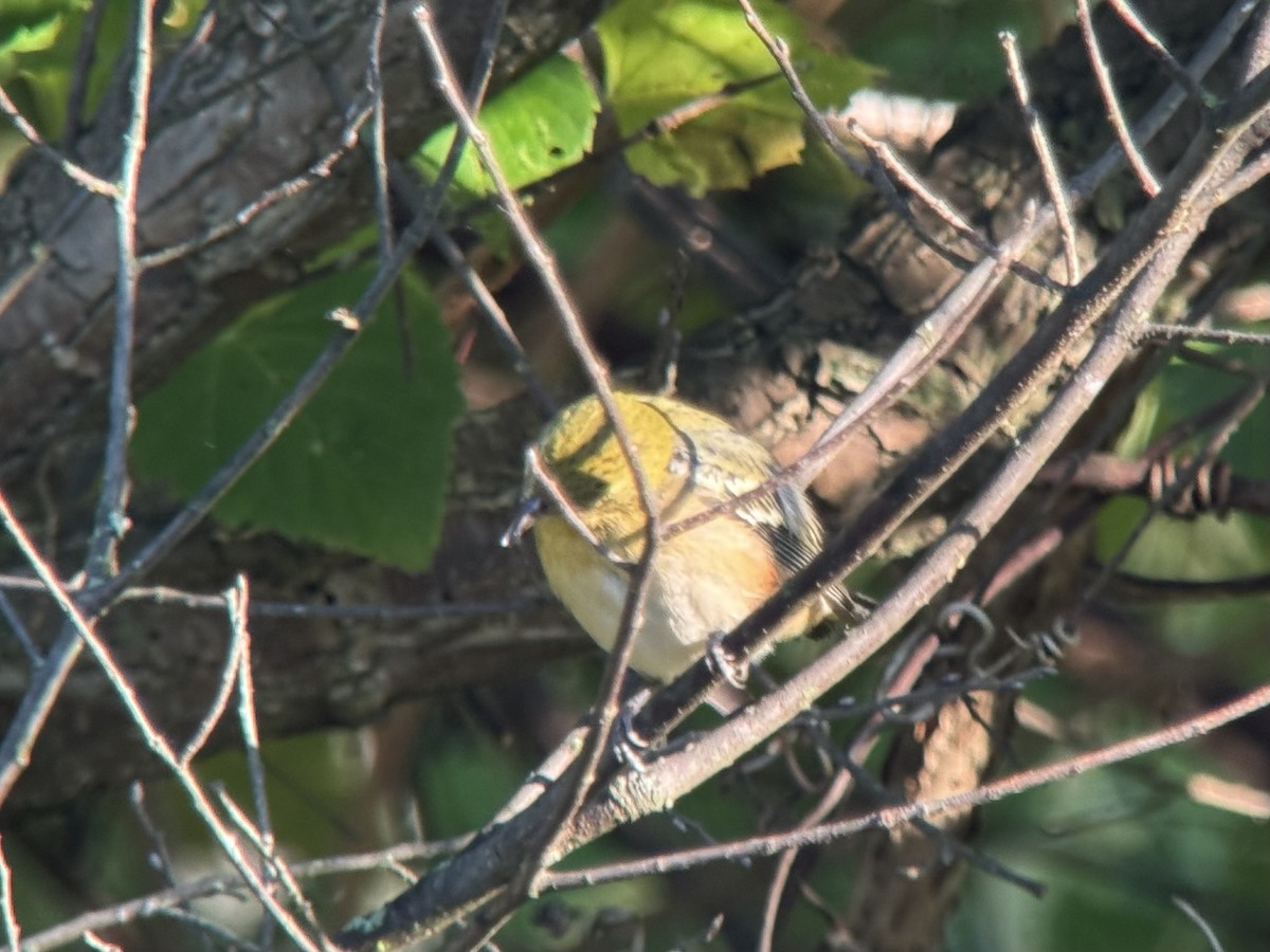 Bay-breasted Warbler - ML643293478