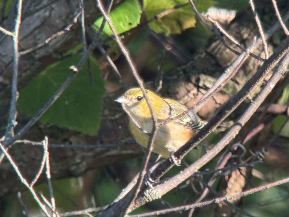 Bay-breasted Warbler - ML643293479