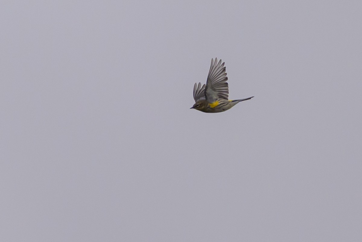Пісняр-лісовик жовтогузий (підвид coronata) - ML643293490