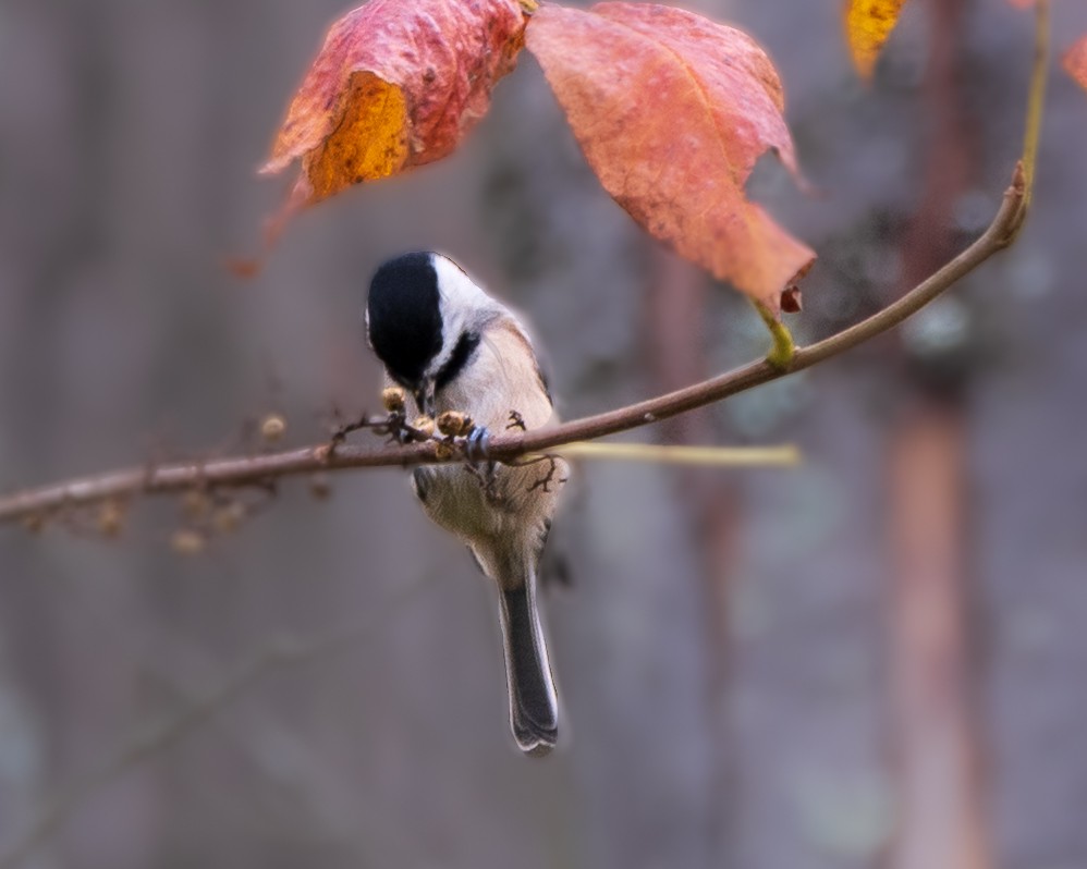 Carolina/Black-capped Chickadee - ML643293491