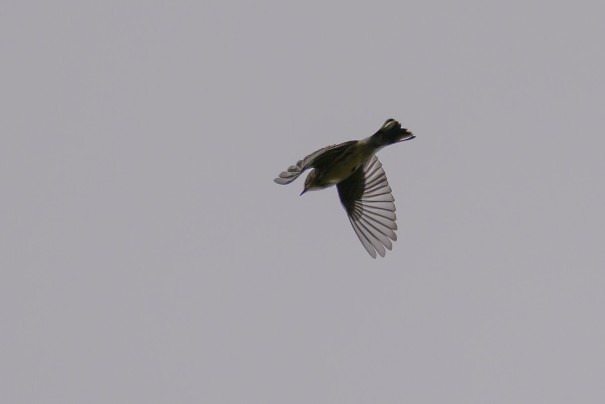 Пісняр-лісовик жовтогузий (підвид coronata) - ML643293494