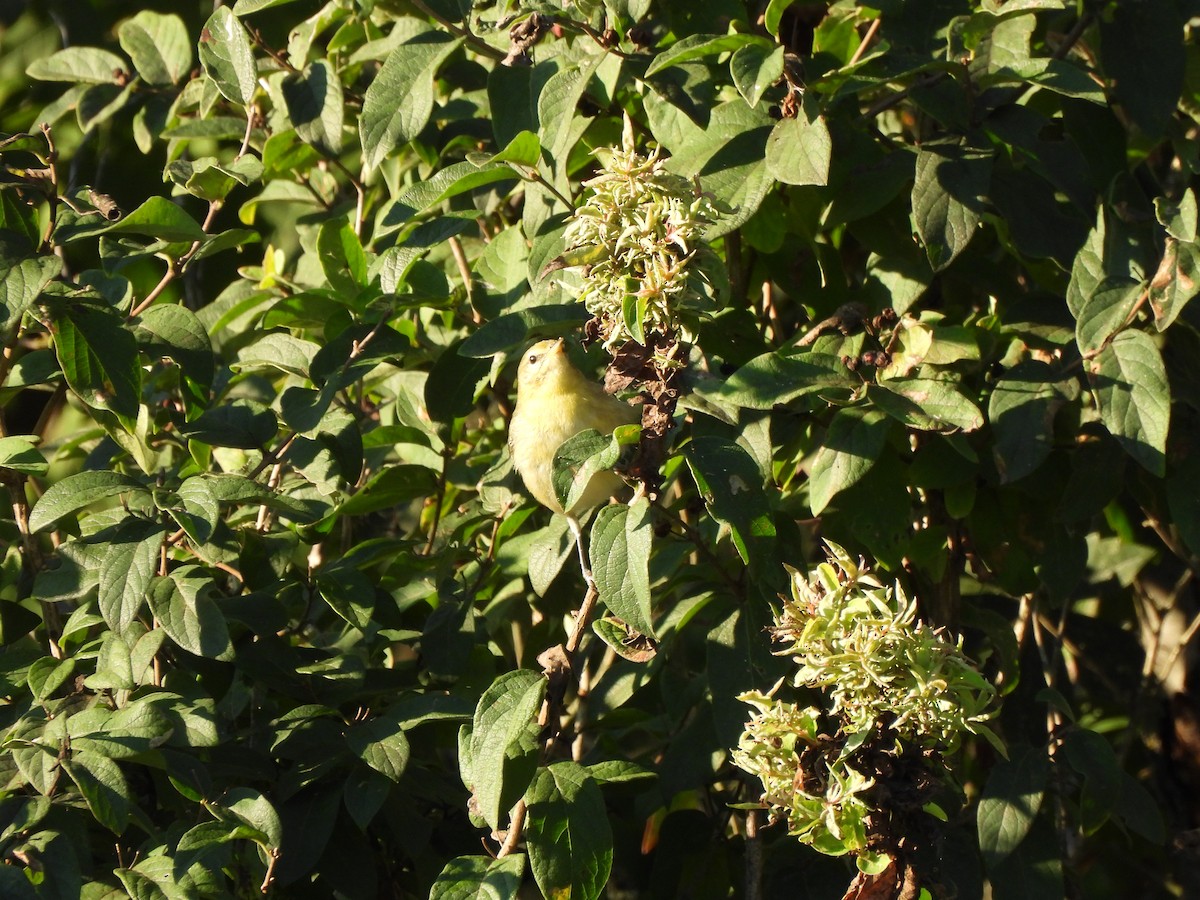 møllparula - ML643293496