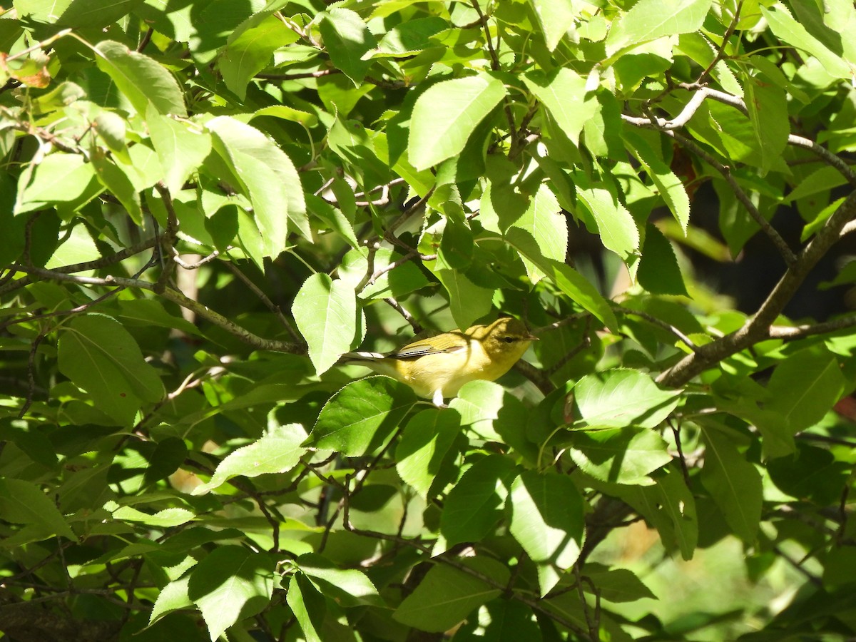 møllparula - ML643293498