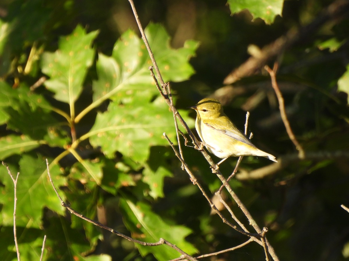 møllparula - ML643293503