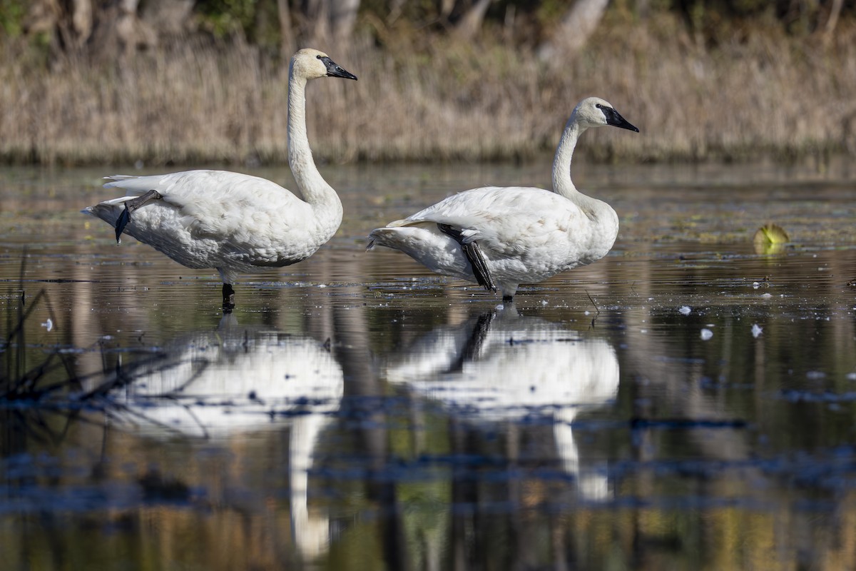 Trumpeter Swan - ML643293507