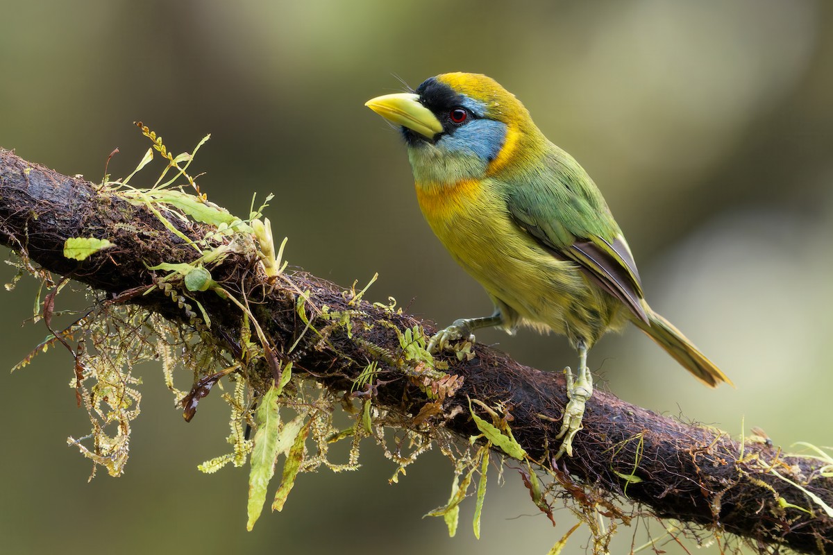 Andenbartvogel - ML643293521