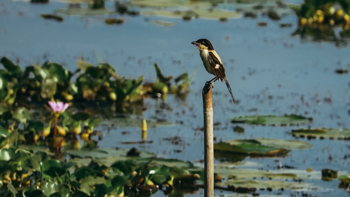 Long-tailed Shrike (tricolor/longicaudatus) - ML643293523