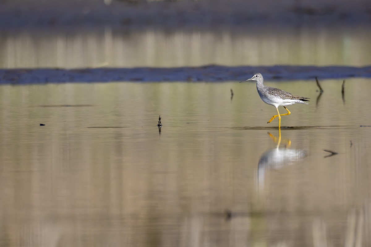 Greater Yellowlegs - ML643293527
