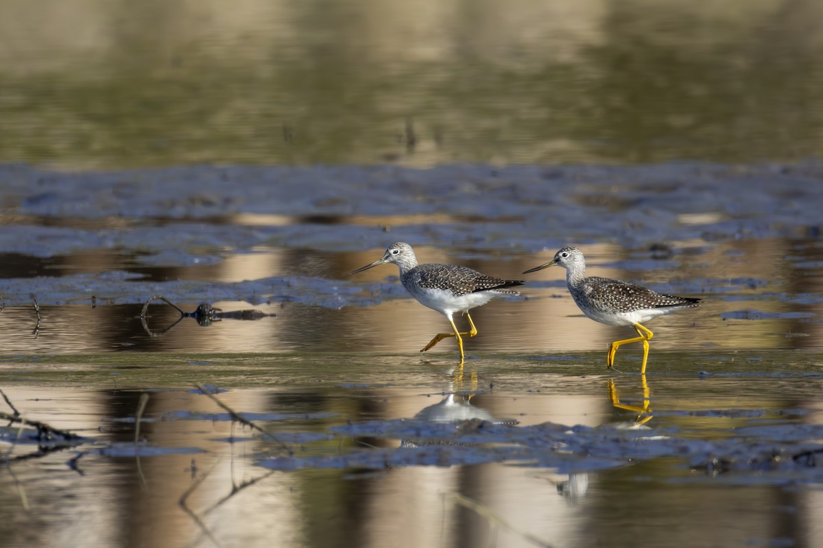 Greater Yellowlegs - ML643293528