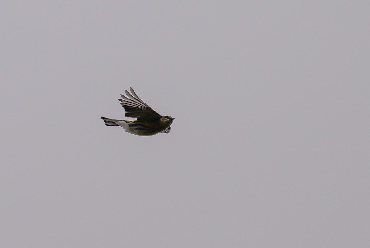 Пісняр-лісовик жовтогузий (підвид coronata) - ML643293530