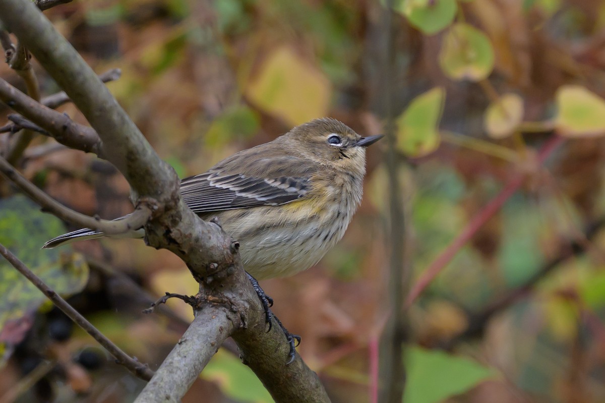 Yellow-rumped Warbler (Myrtle) - ML643293531