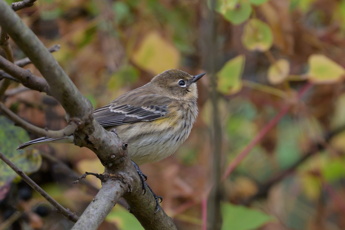 Yellow-rumped Warbler (Myrtle) - ML643293532