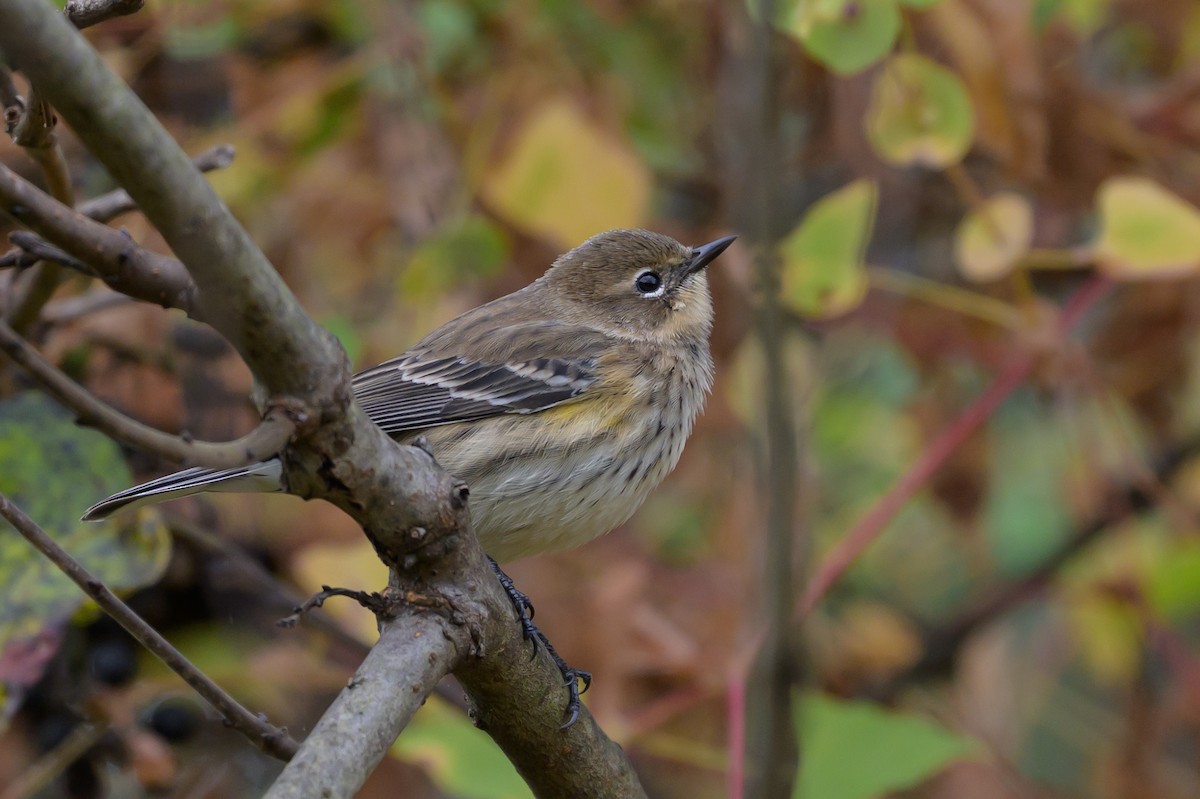 Yellow-rumped Warbler (Myrtle) - ML643293533