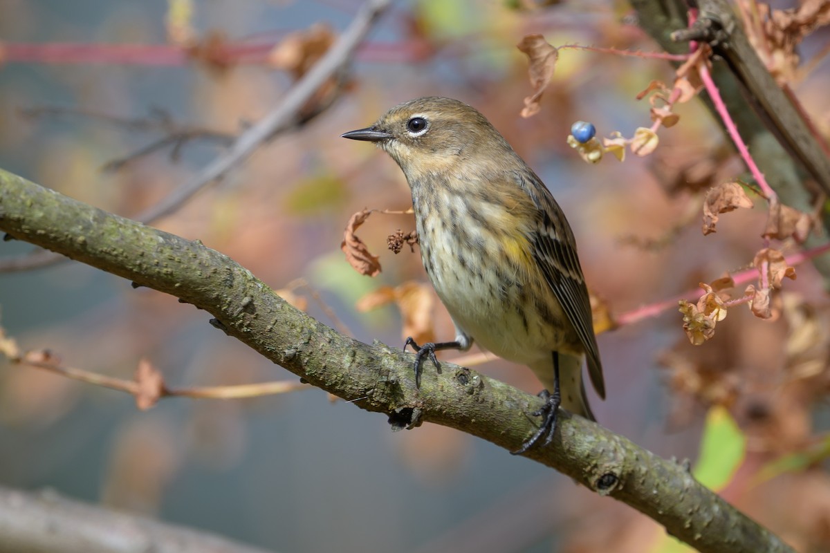 Yellow-rumped Warbler (Myrtle) - ML643293534