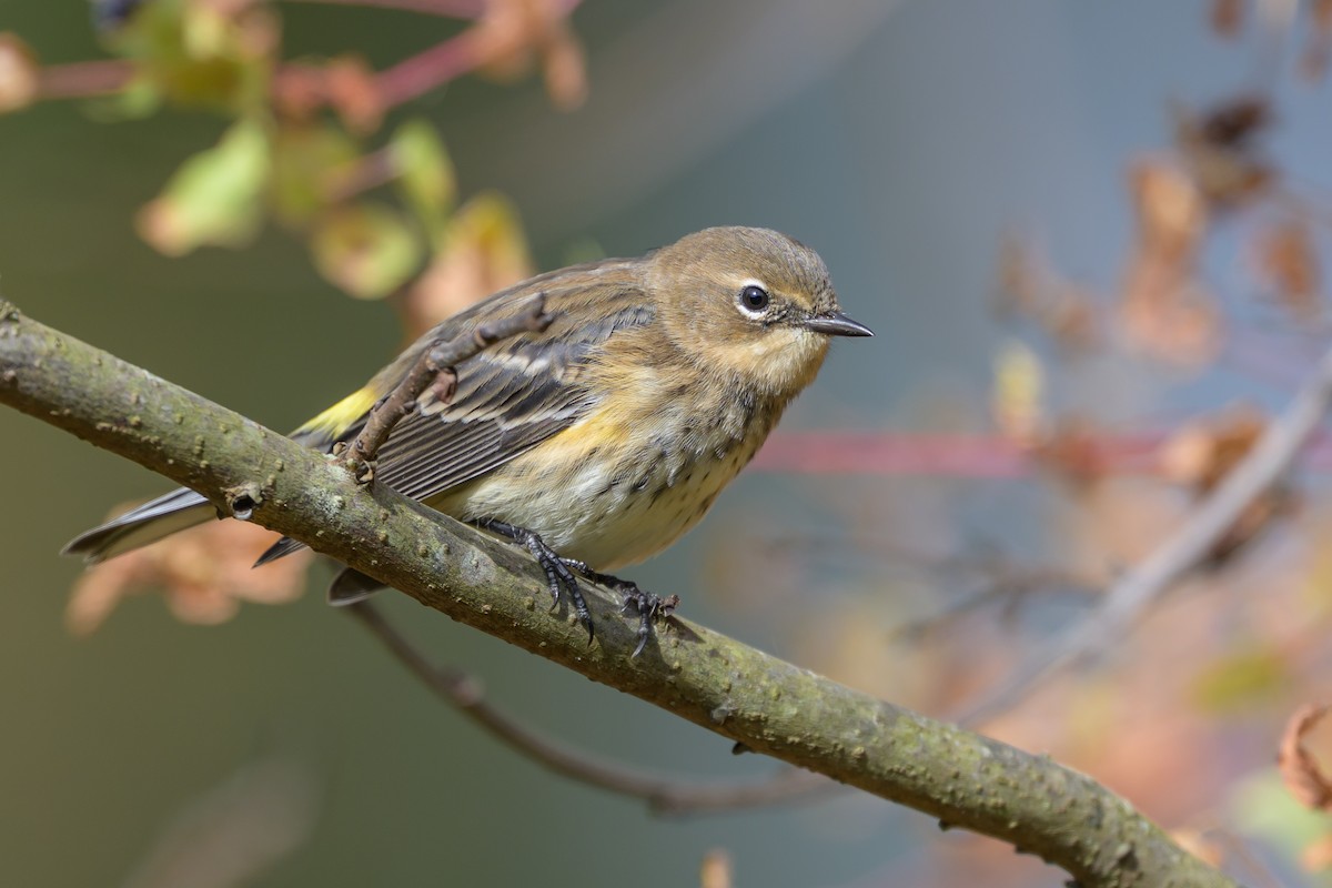 Yellow-rumped Warbler (Myrtle) - ML643293536