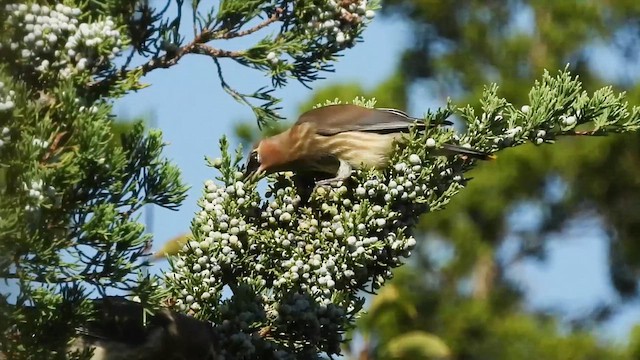 Cedar Waxwing - ML643293545