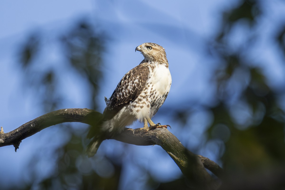Red-tailed Hawk - ML643293557
