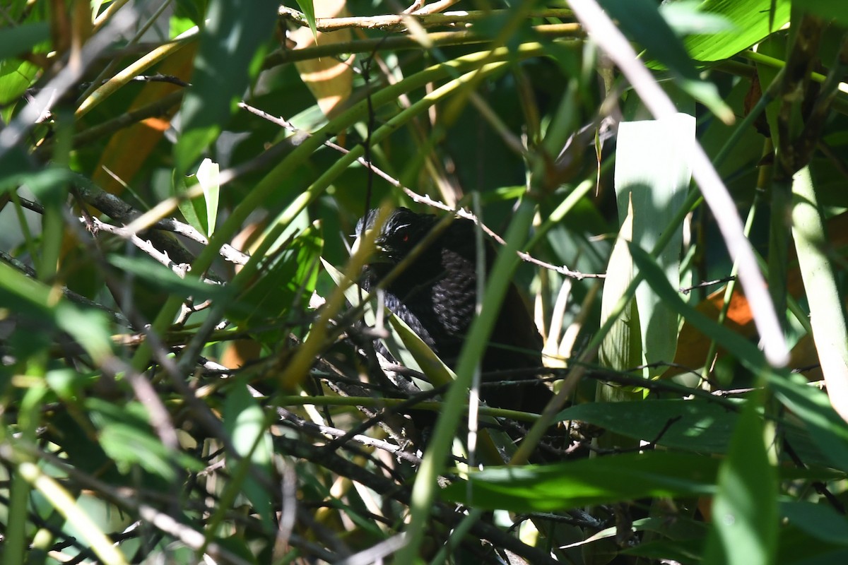 Green-billed Coucal - ML643293558