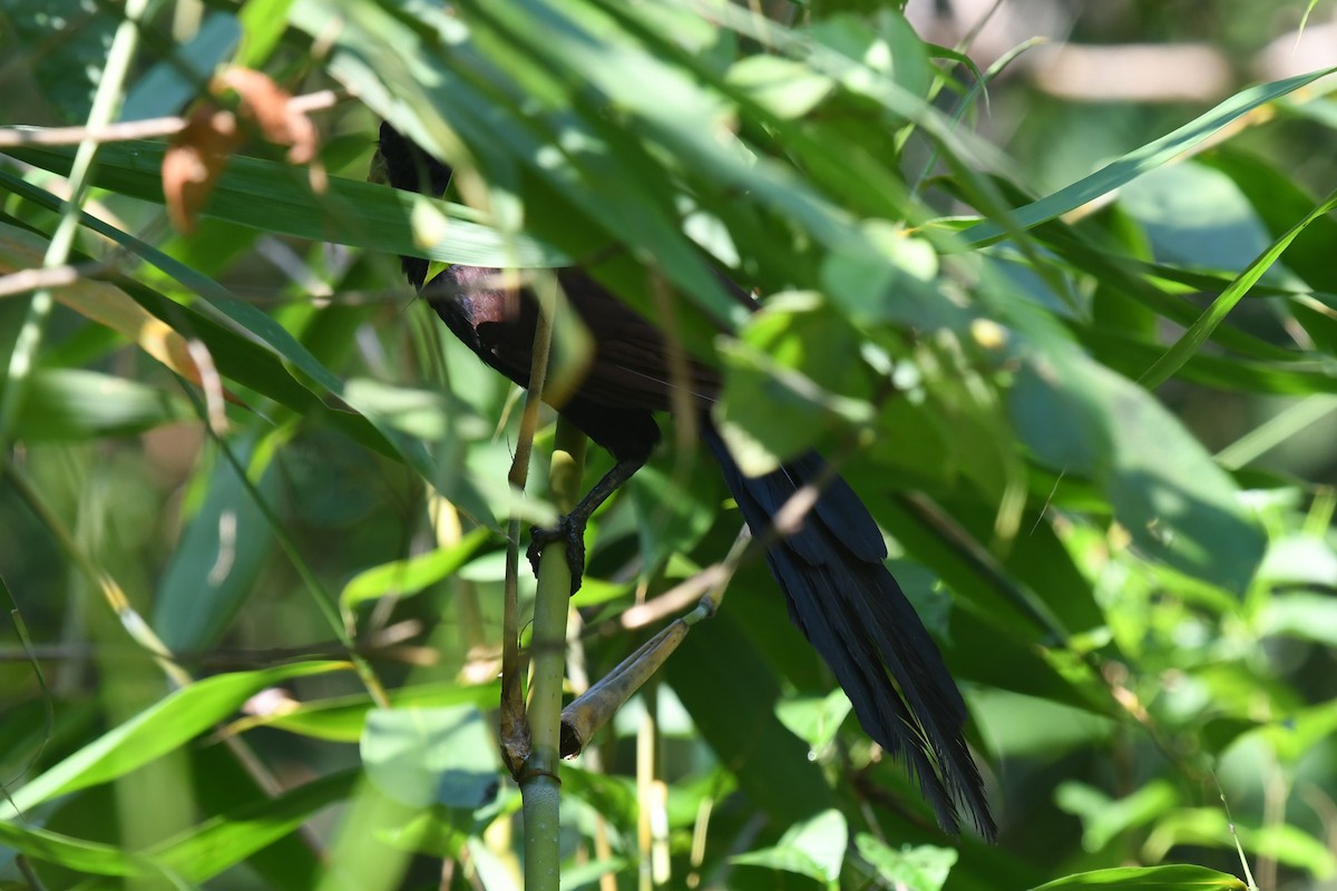 Green-billed Coucal - ML643293559