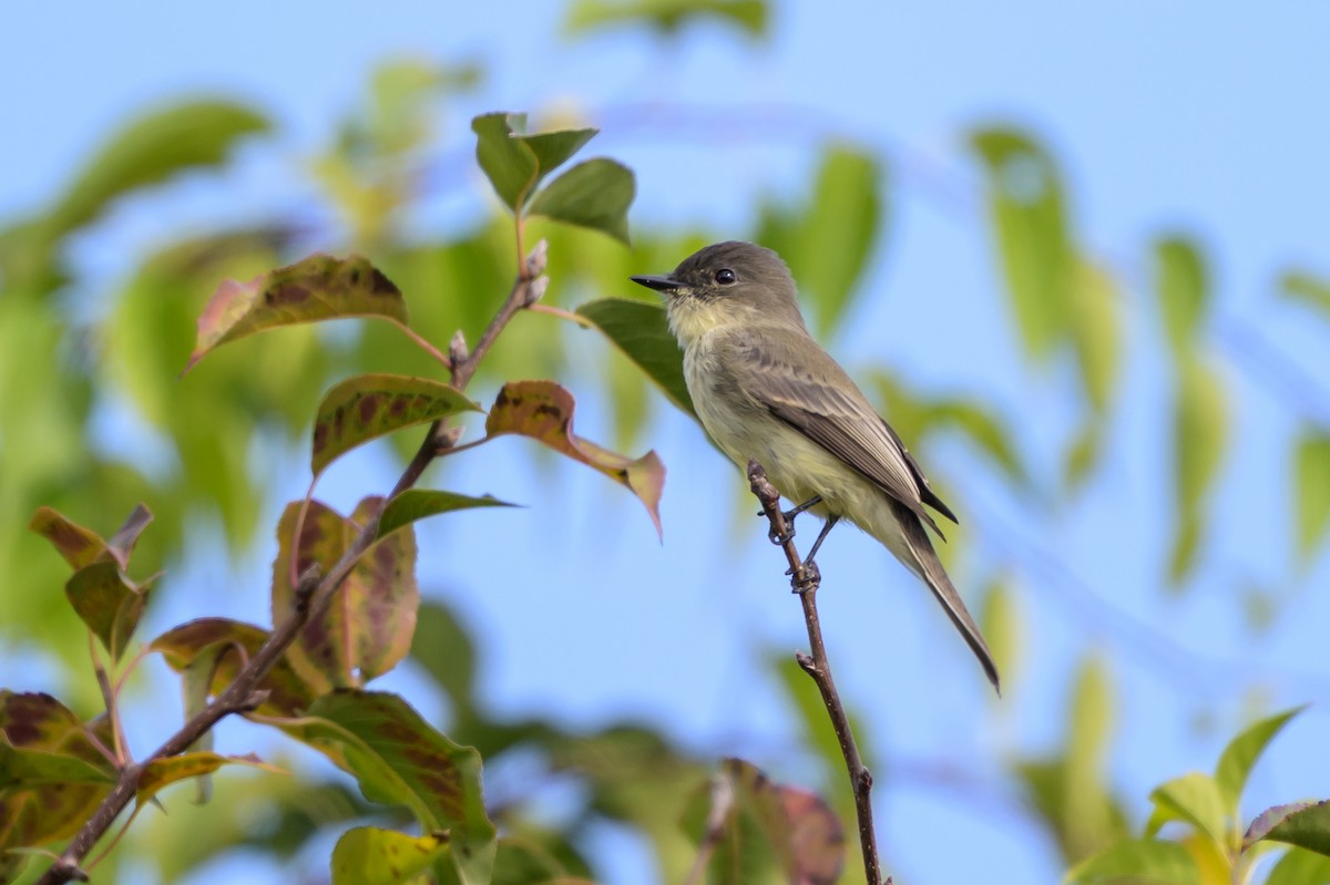 Eastern Phoebe - ML643293570