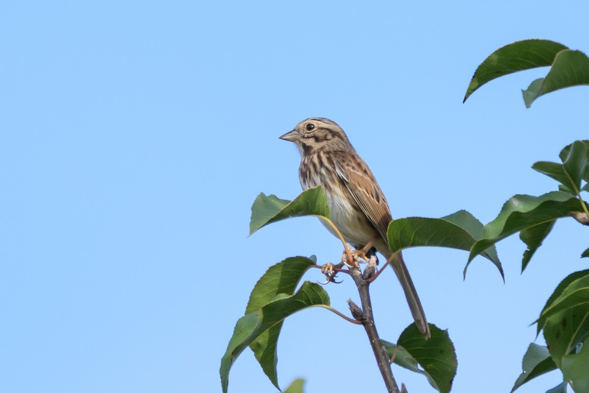 Song Sparrow - ML643293581