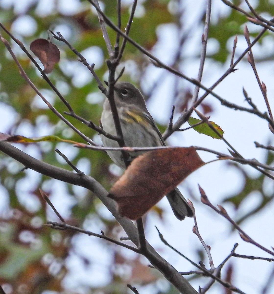 Yellow-rumped Warbler - ML643293583