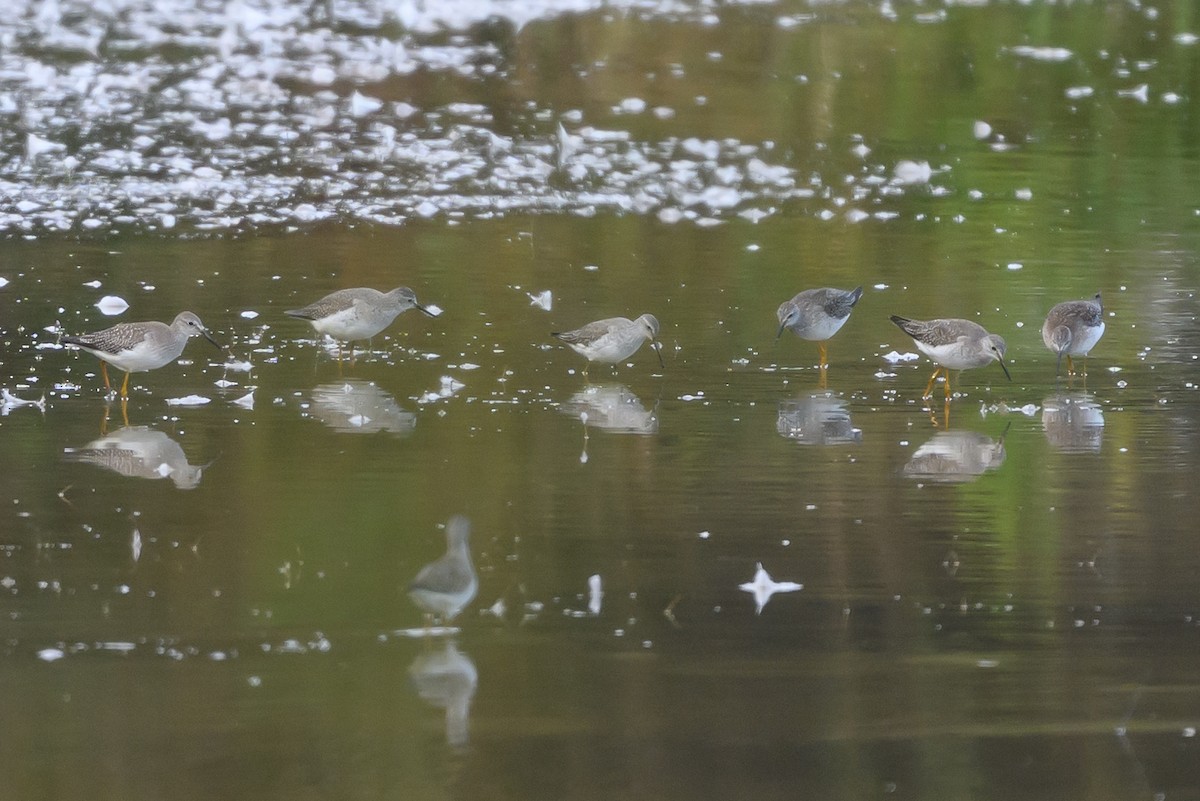 Stilt Sandpiper - ML643293590