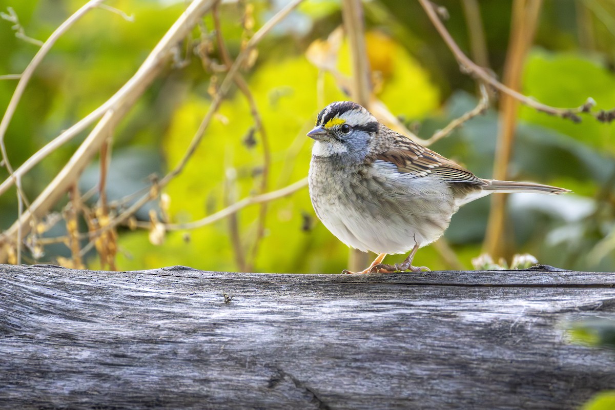 White-throated Sparrow - ML643293602