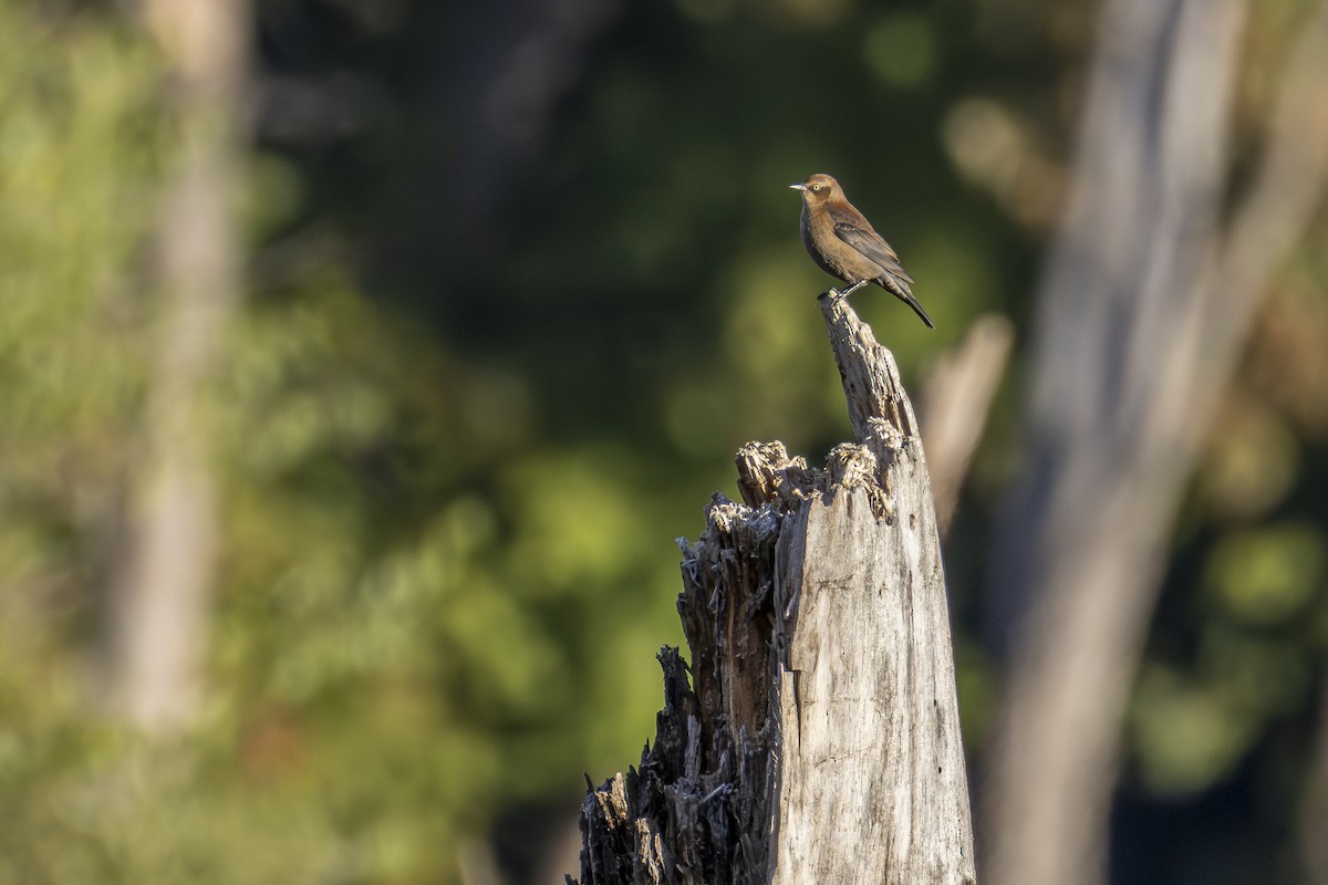 Rusty Blackbird - ML643293610
