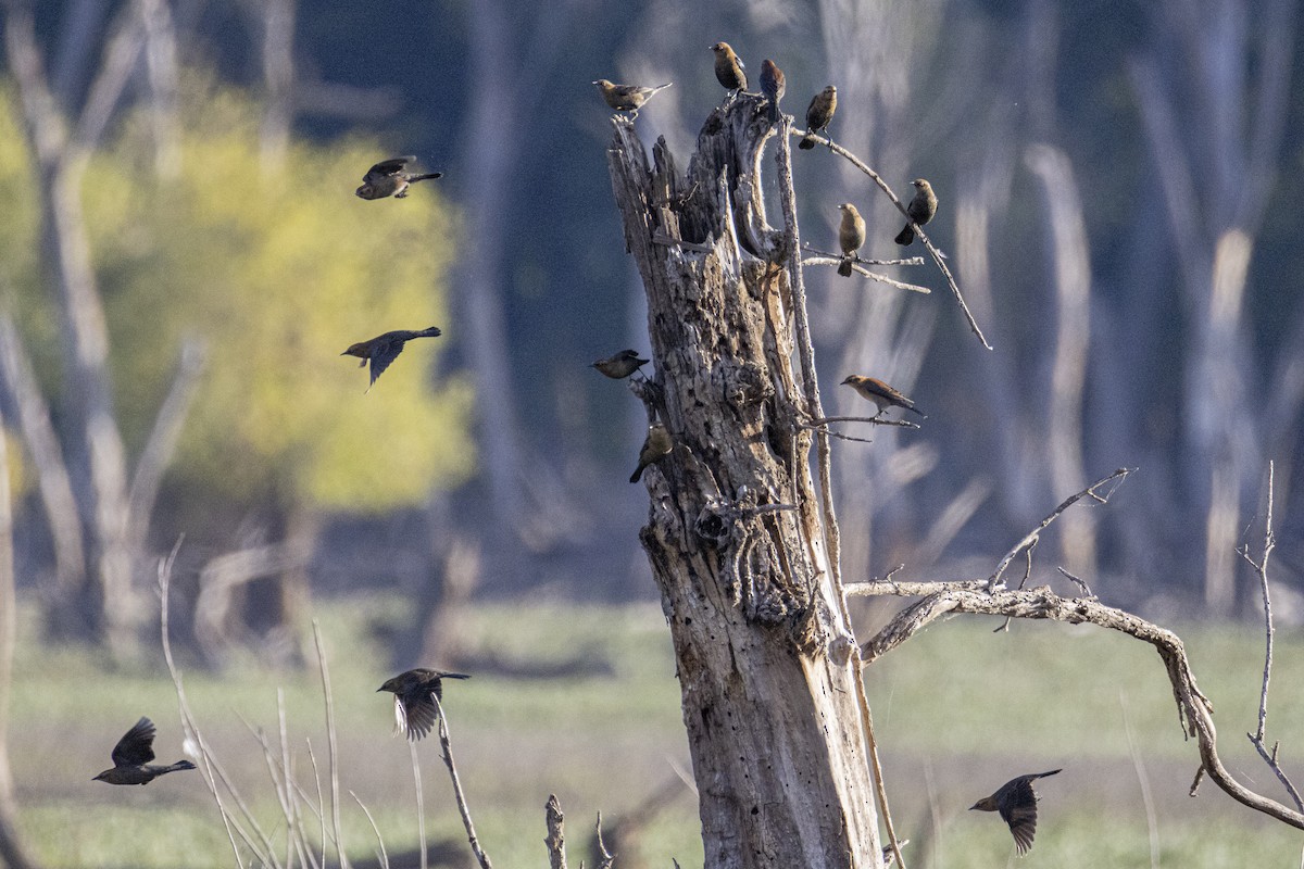 Rusty Blackbird - ML643293611