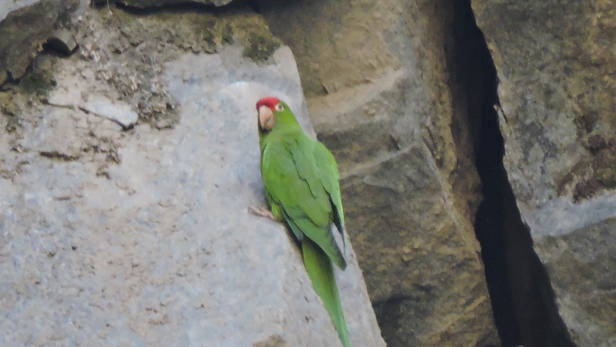 Cordilleran Parakeet - ML643293625