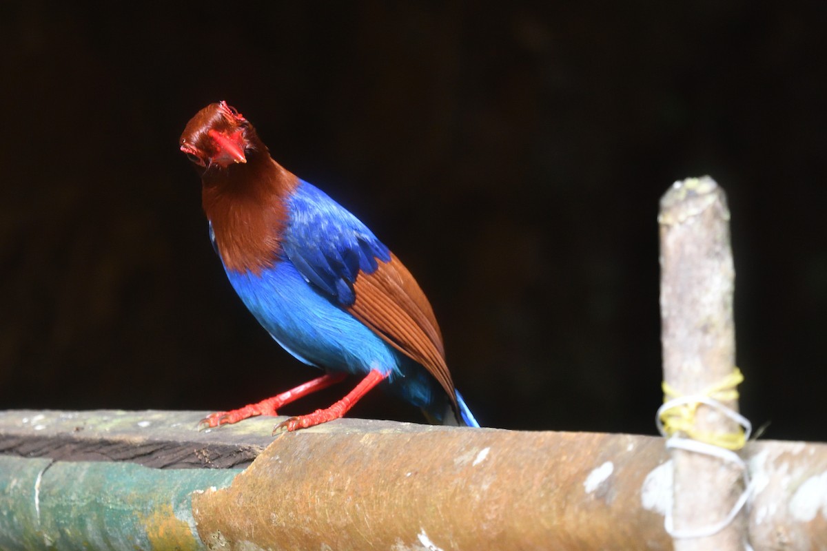 Sri Lanka Blue-Magpie - ML643293635