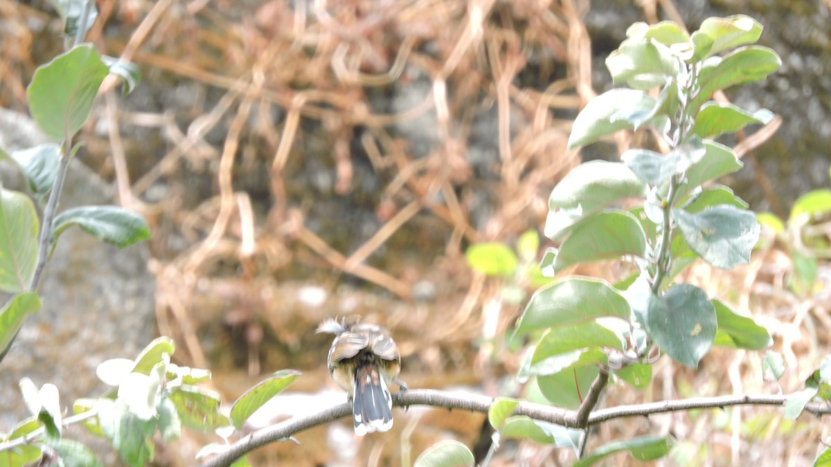 Collared Antshrike - ML643293645