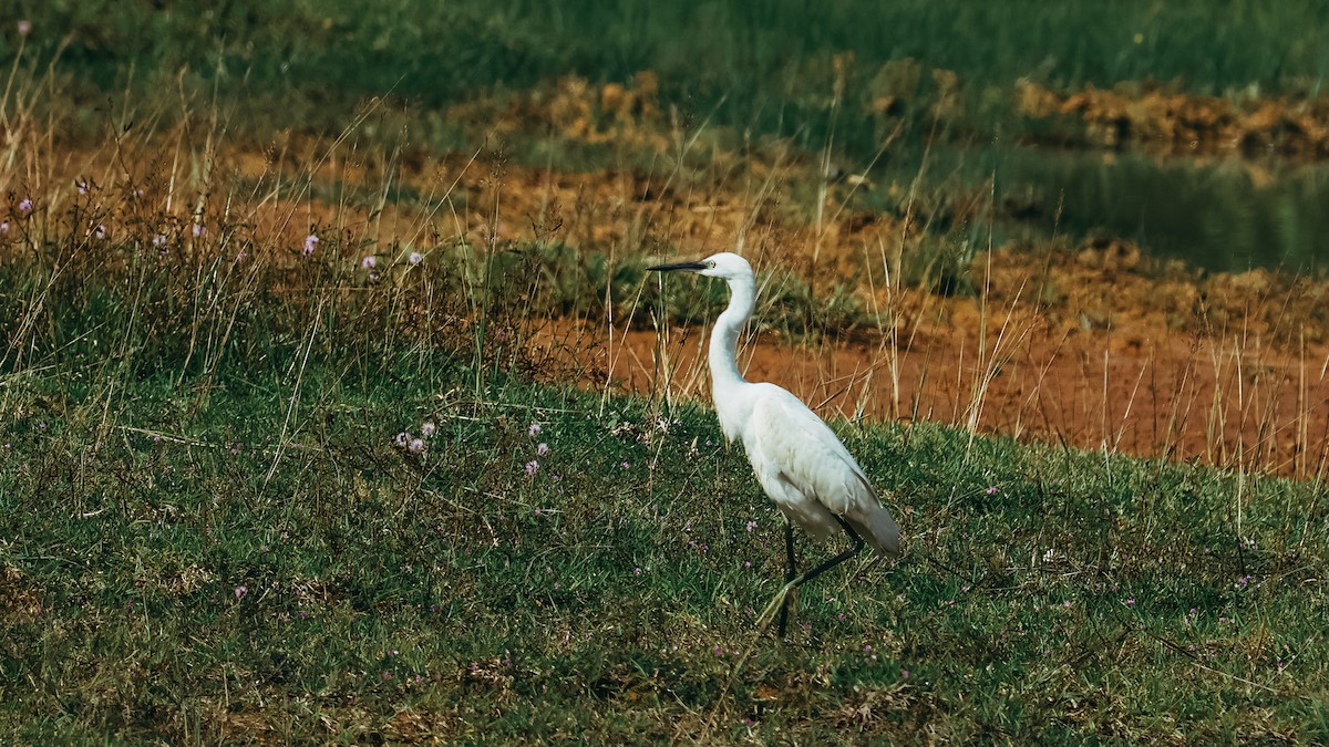 Little Egret - ML643293670