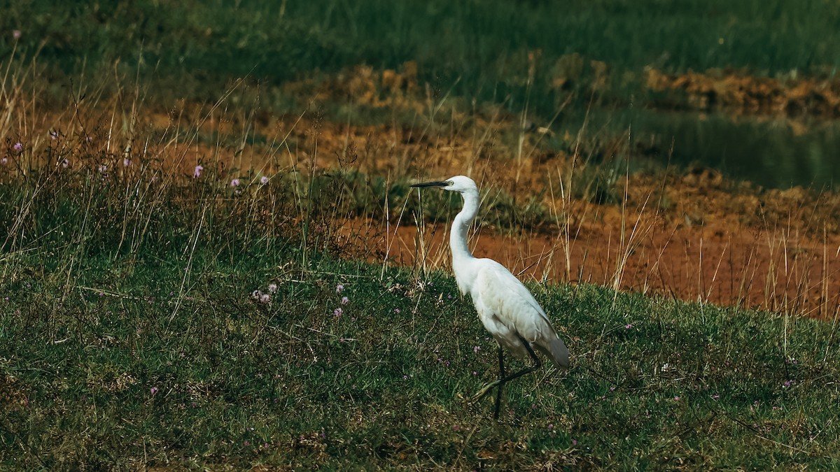 Little Egret - ML643293671