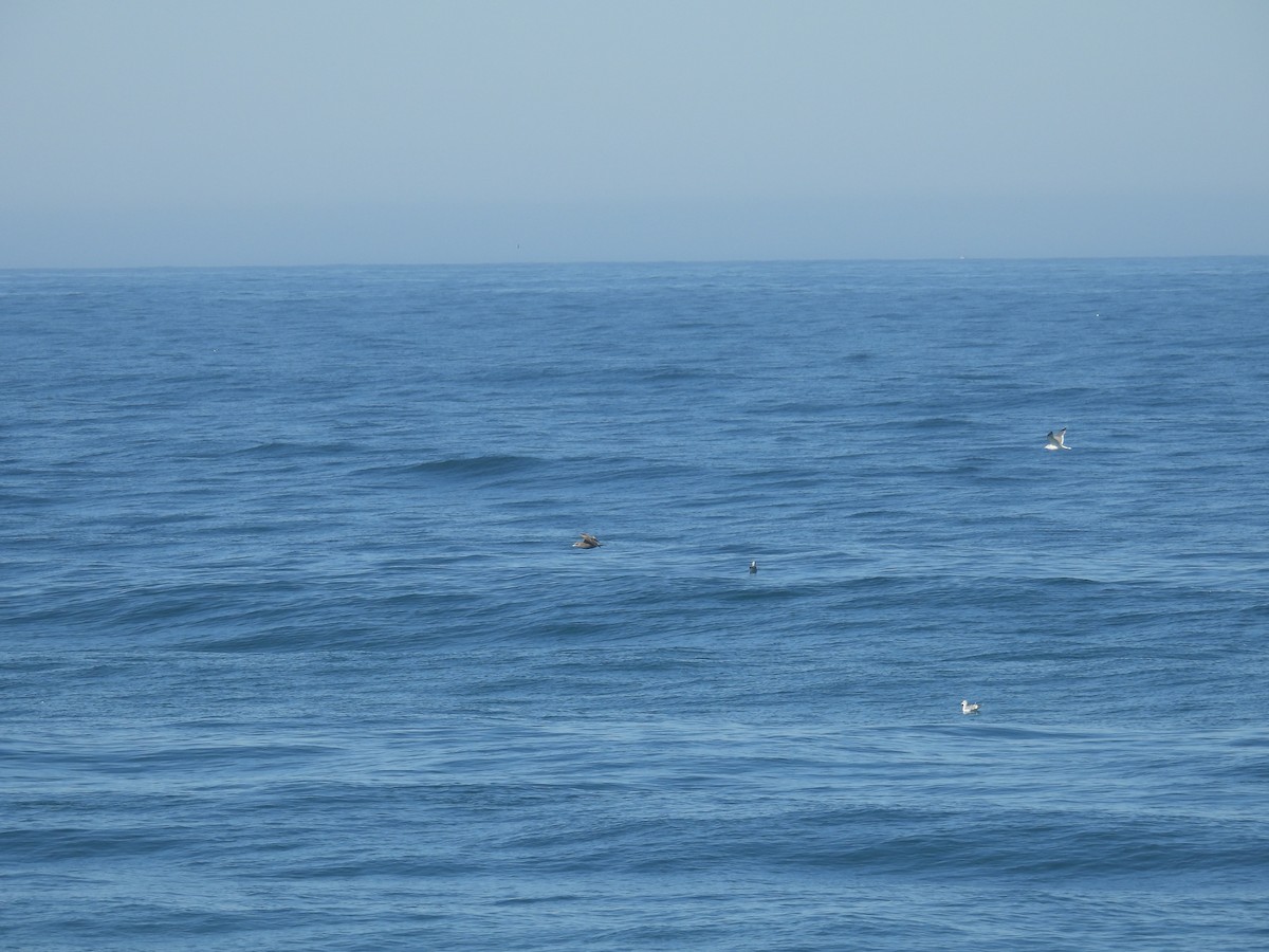 Heermann's Gull - ML643293677