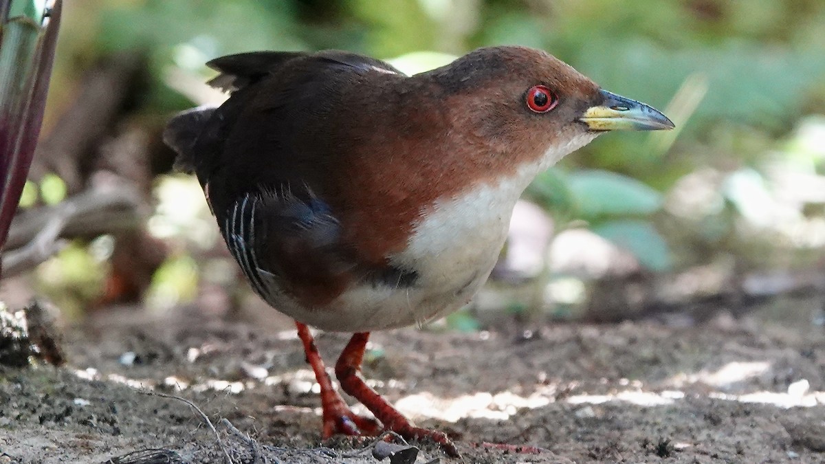 Red-and-white Crake - ML643293707