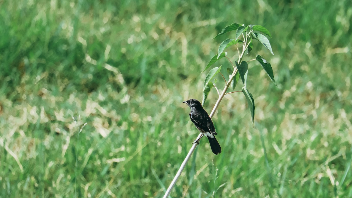 Pied Bushchat - ML643293720