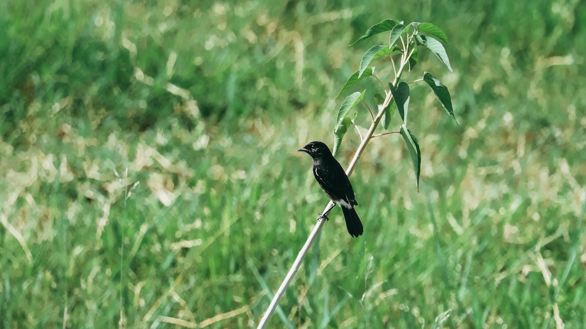 Pied Bushchat - ML643293721